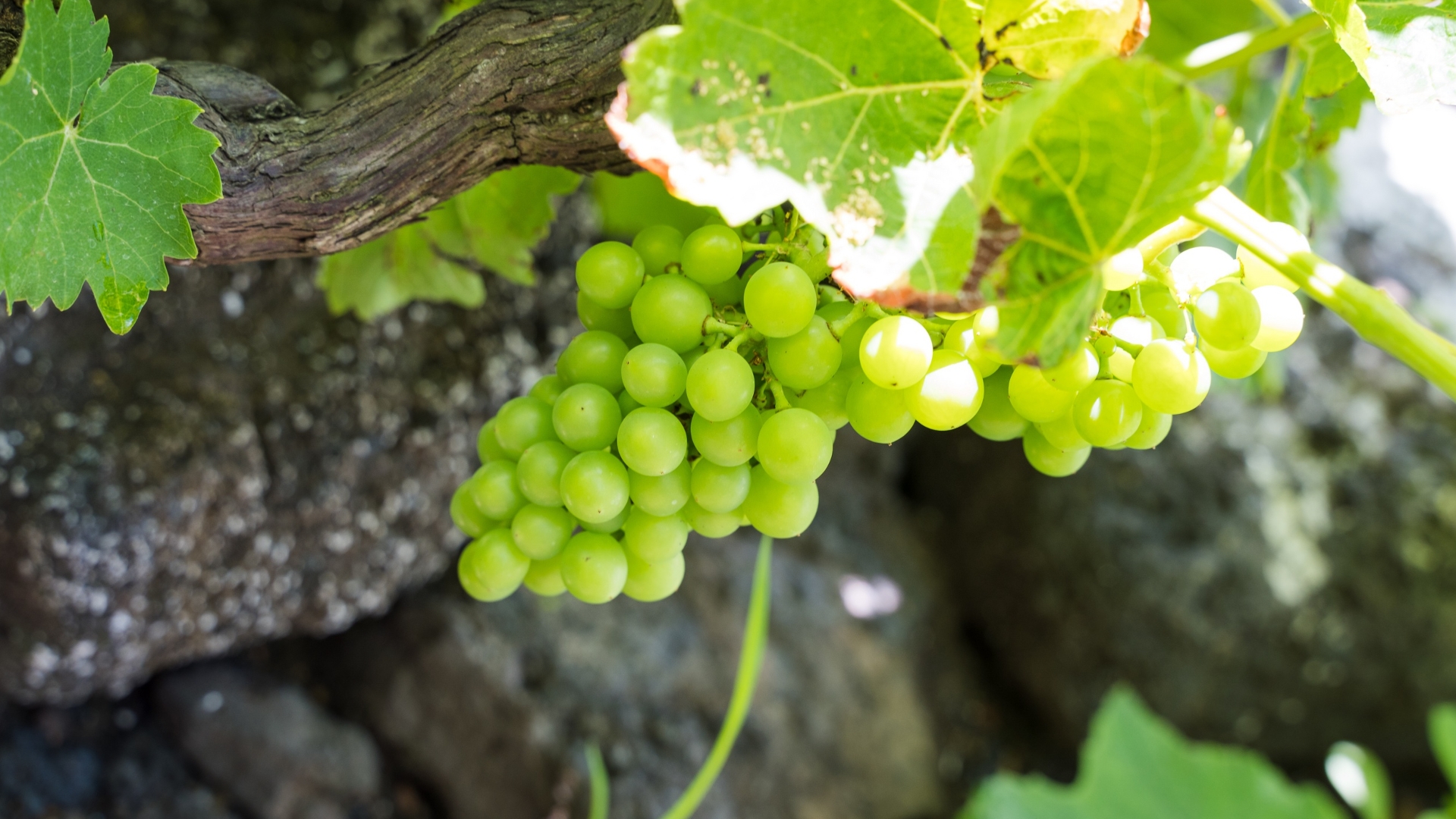 Pico volcanic vineyards