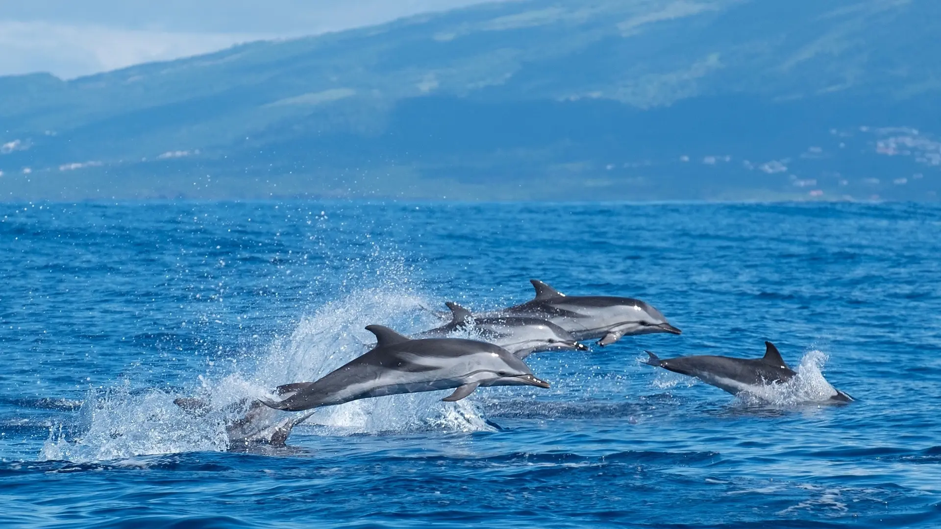 Whale and dolphin watching near Pico